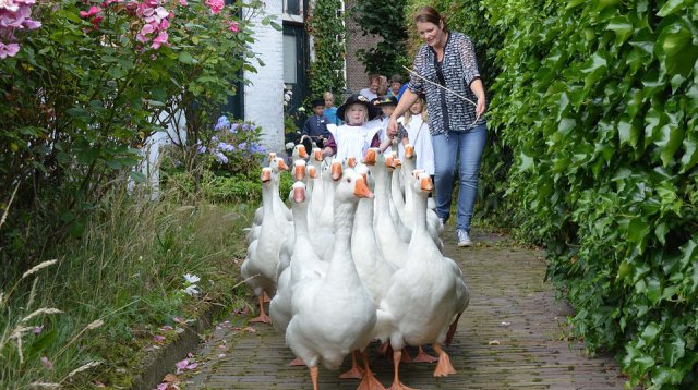 Ganzenmarkt (zondag  2 juli 2017)